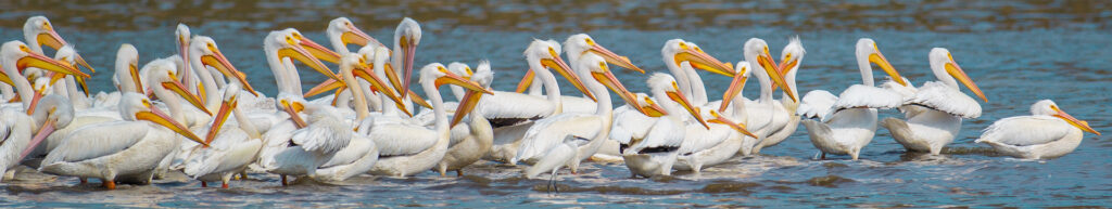 FileName: soluciones-ait-pelicanos-en-agua.jpg.